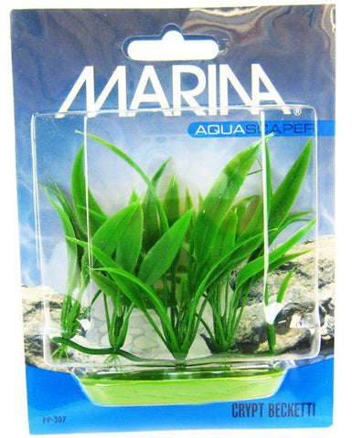 Marina Foreground Crypt Becketti Aquarium Plant