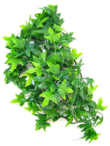 Zoo Med Natural Bush-Congo Ivy Aquarium Plant