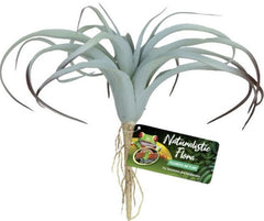 Zoo Med Naturalistic Flora Tillandsia Air Plant